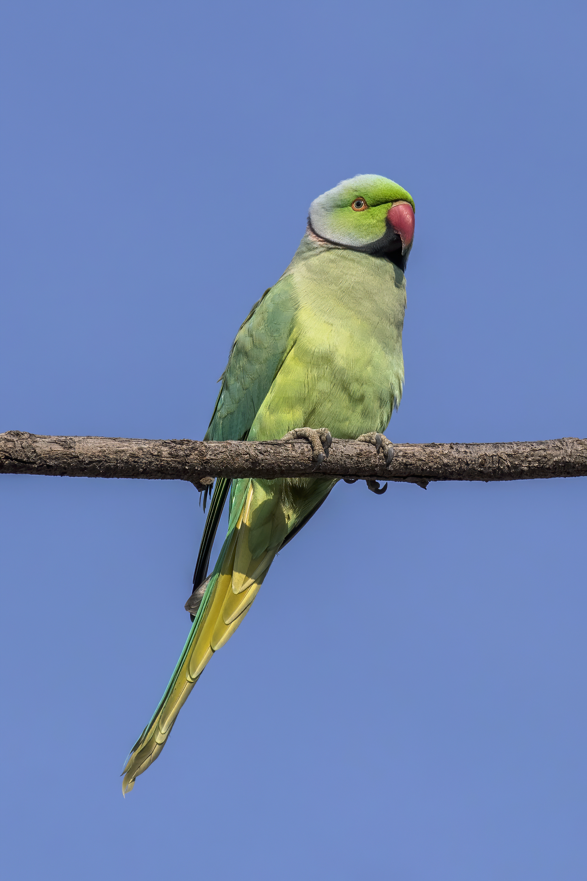 Daftar Harga India Ringneck