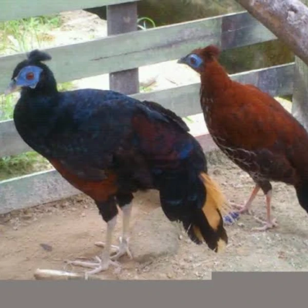Stok Sepidan Pheasant Ready Terbatas!!