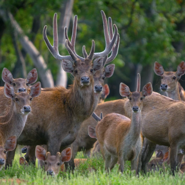 Ready Rusa Timor, stok terbatas buruan 🔥