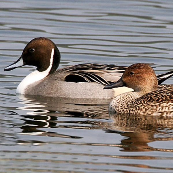 Ready stok terbatas Bebek Pintail !!