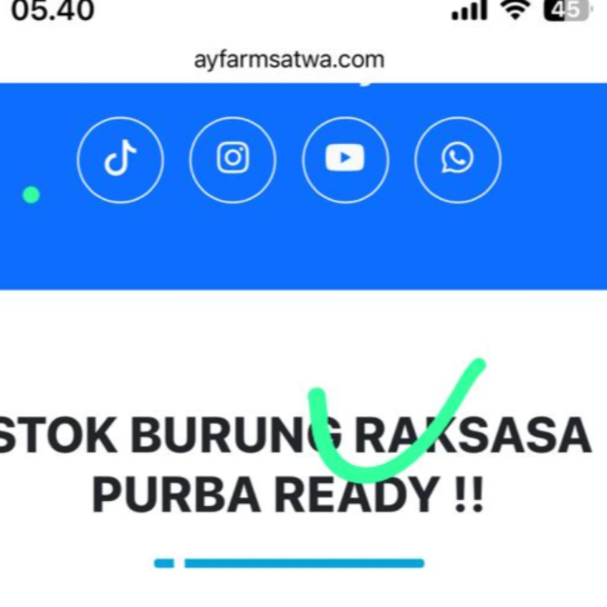 Ready Terbatas Stok Rhea Bird