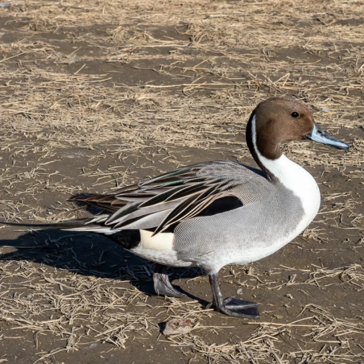 Ready stok terbatas Bebek Pintail !!