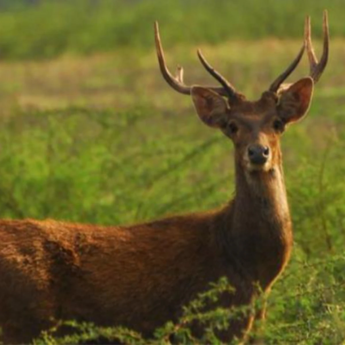 Ready Rusa Timor, stok terbatas buruan 🔥