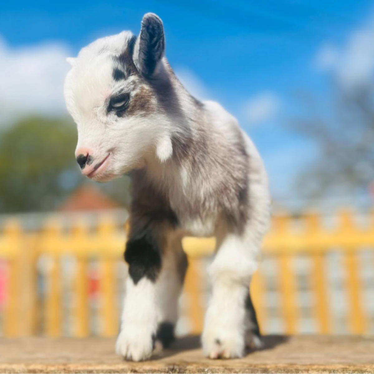 Pygmy Goat stok terbatas !!