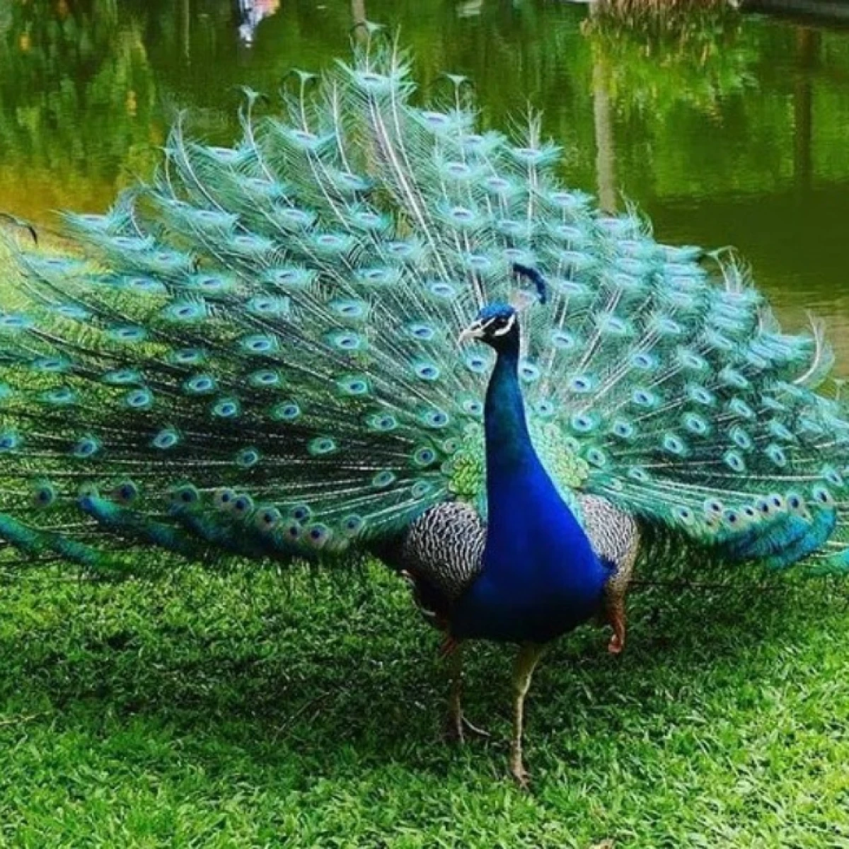 Stok Terbaru Merak Biru