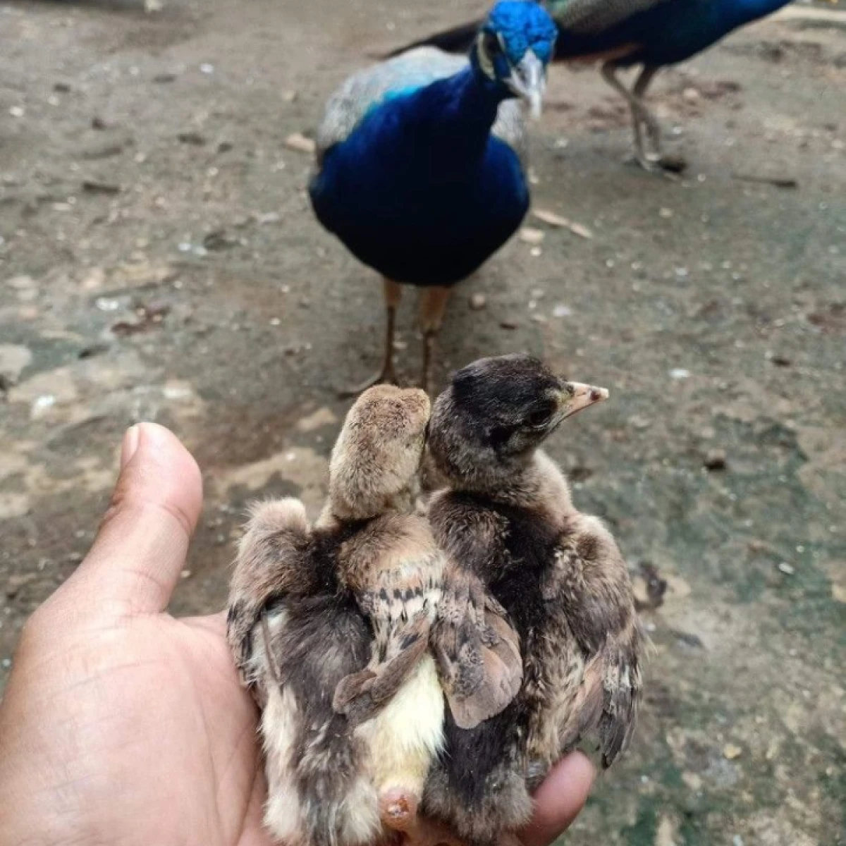 Stok Terbaru Anakan Merak Biru
