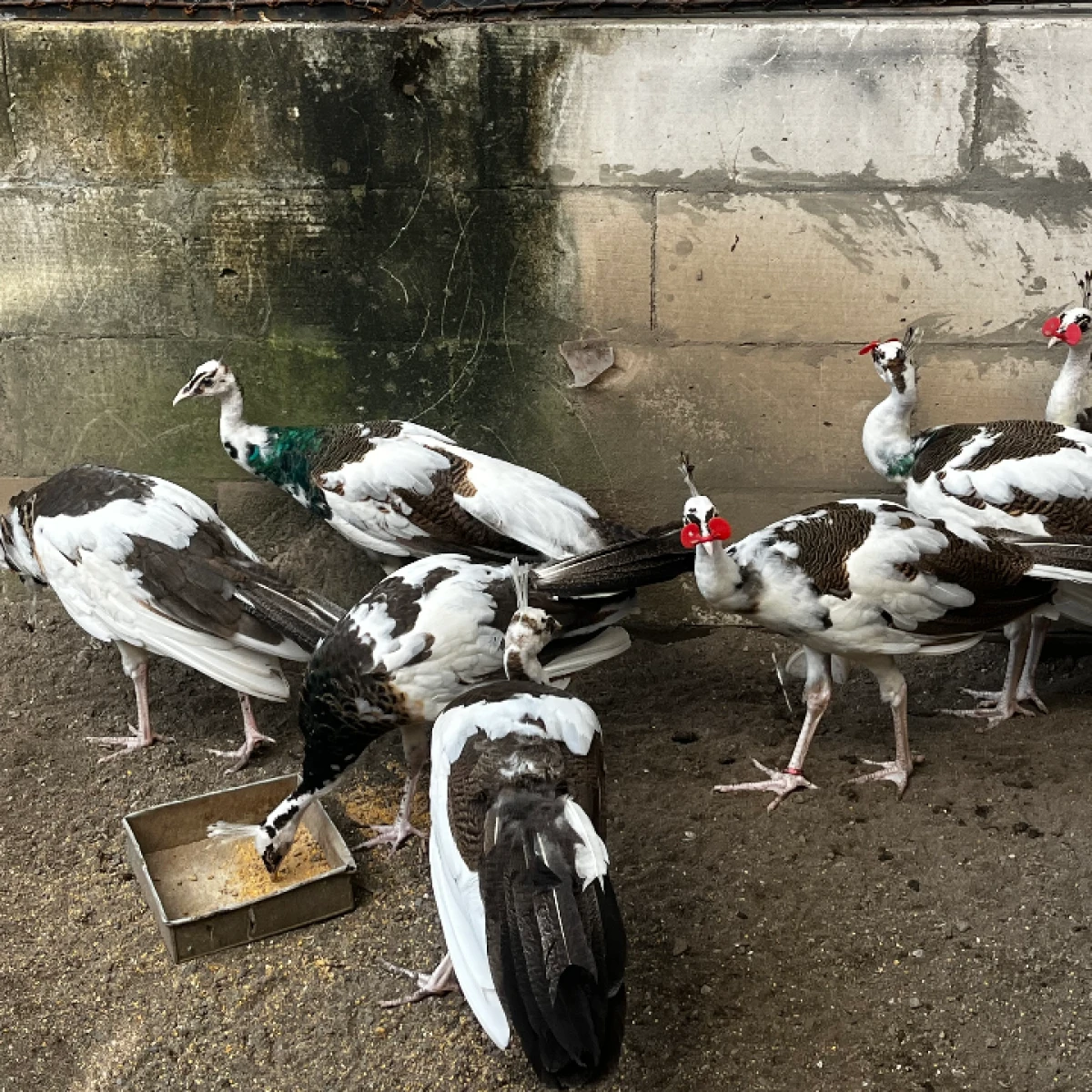 Stok Terbaru Merak Blorok REMAJA  7-10 JT /ps