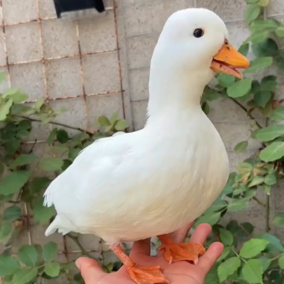 Ready stok Terbatas !! CALLDUCK /Bebek BELANDA 3-5jt /ekor