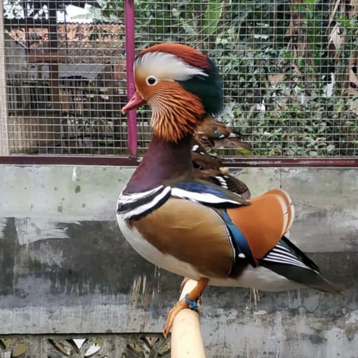 Ready stok terbatas!!! BEBEK MANDARIN  8,5jt - 13jt per pasang