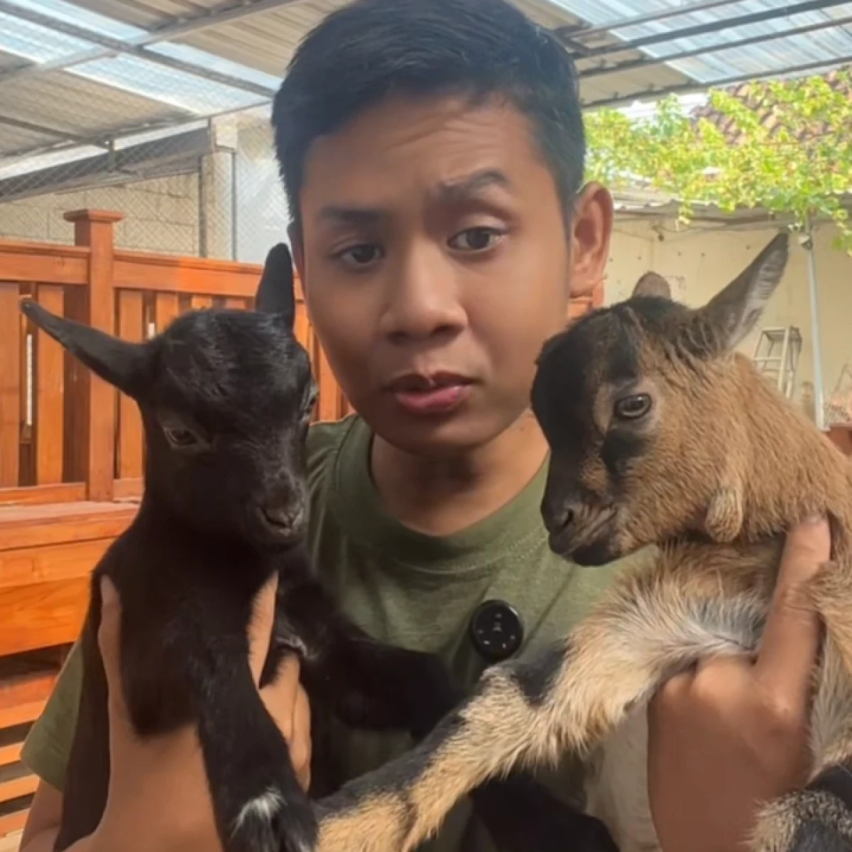 Ready stok kambing mini PygmyGoat 8jt perekor🔥