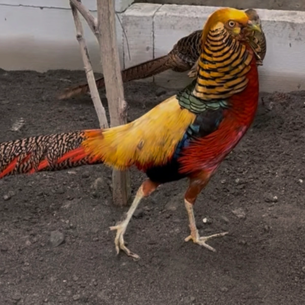 Ready stok Ayam Golden Pheasant TERMURAH 850 /ekor Remaja