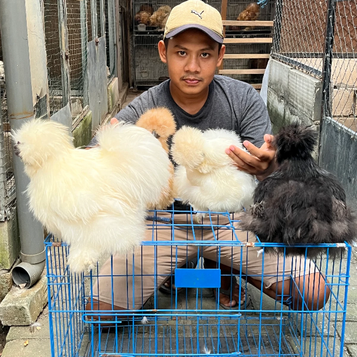 Ready Terbatas!! AYAM SILKIE /BONEKA 500-1,5 /ekor