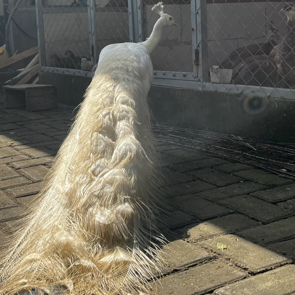 INDUK MERAK PUTIH TERMURAH 22jt /pasang