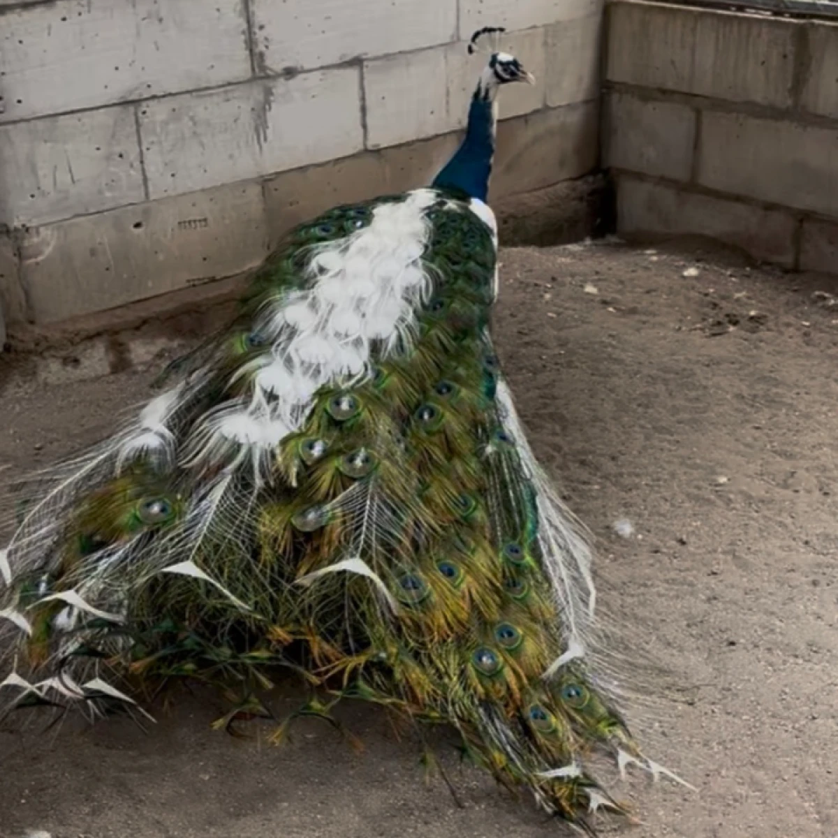 INDUK MERAK BLOROK !!MURAHH🔥🔥🔥 20jt /pasang