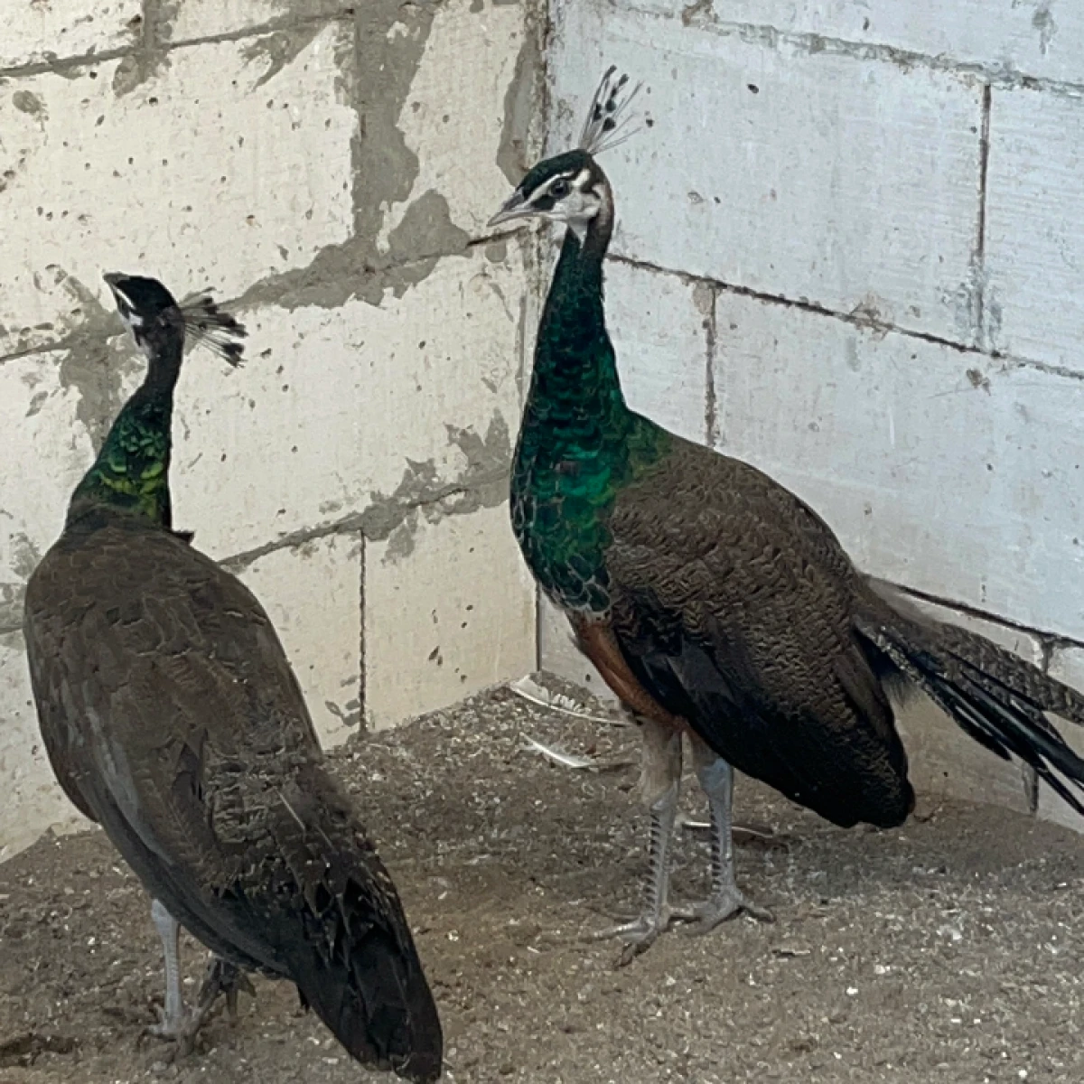 promo merak Biru 4/5 Bulan ,5JT per pasang