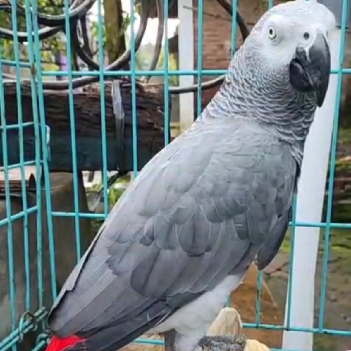 AFRICAN GREY (AFGREY) 16jt perekor