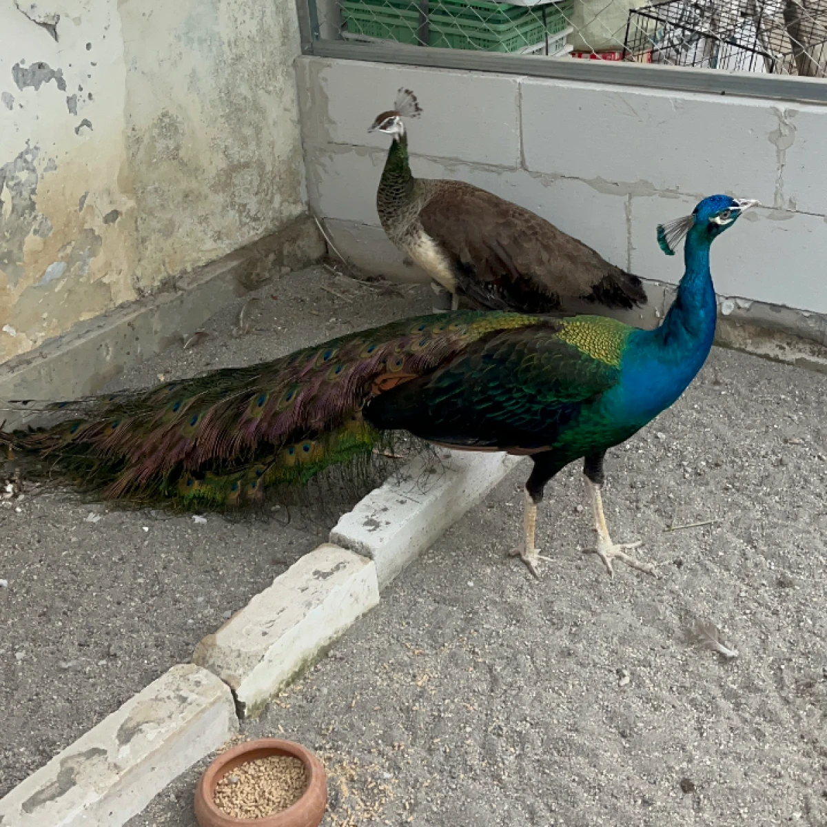 MERAK biru Dewasa MURAH!!! 18jt/ps