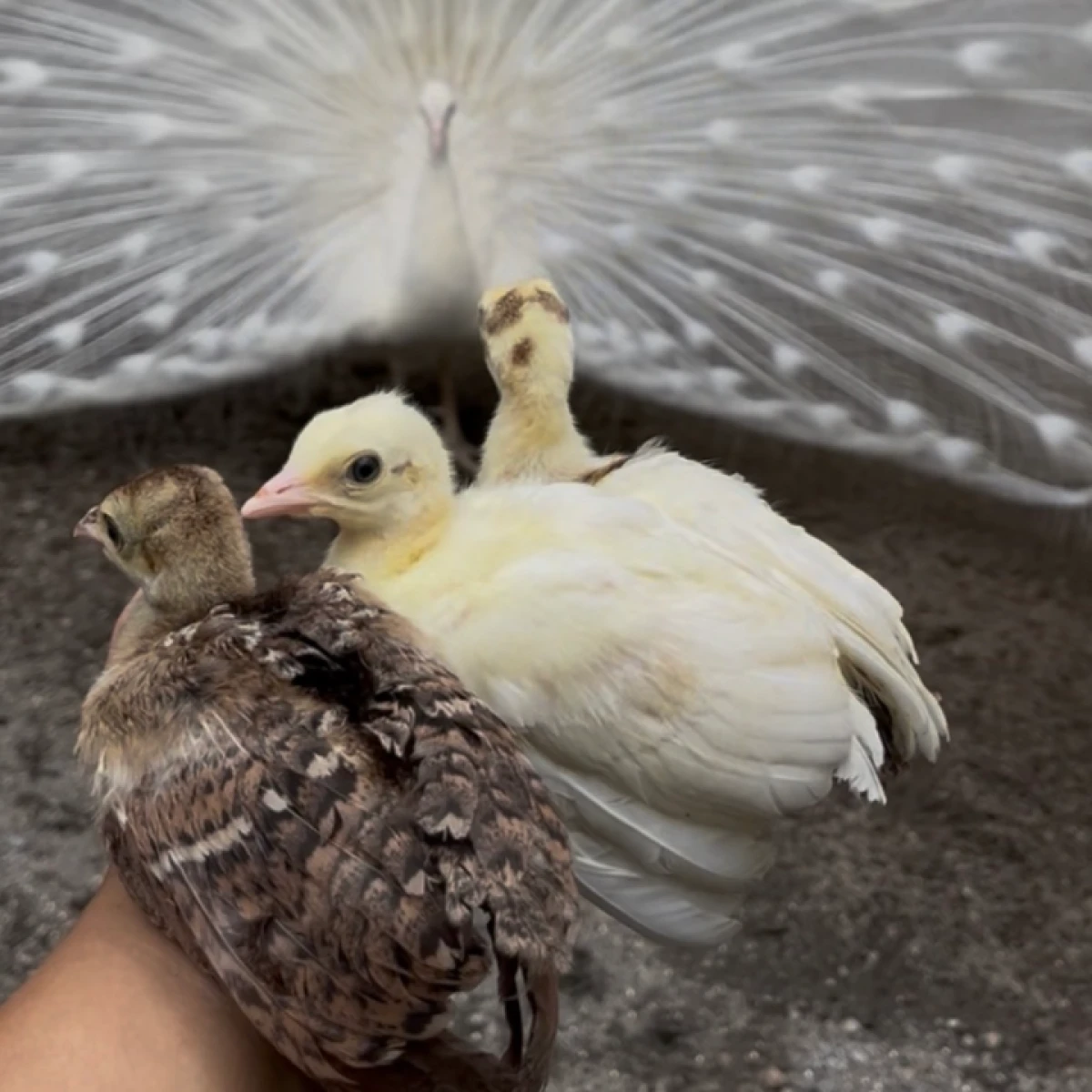 PROMO !!!! Anak Merak India 2jt Perekor