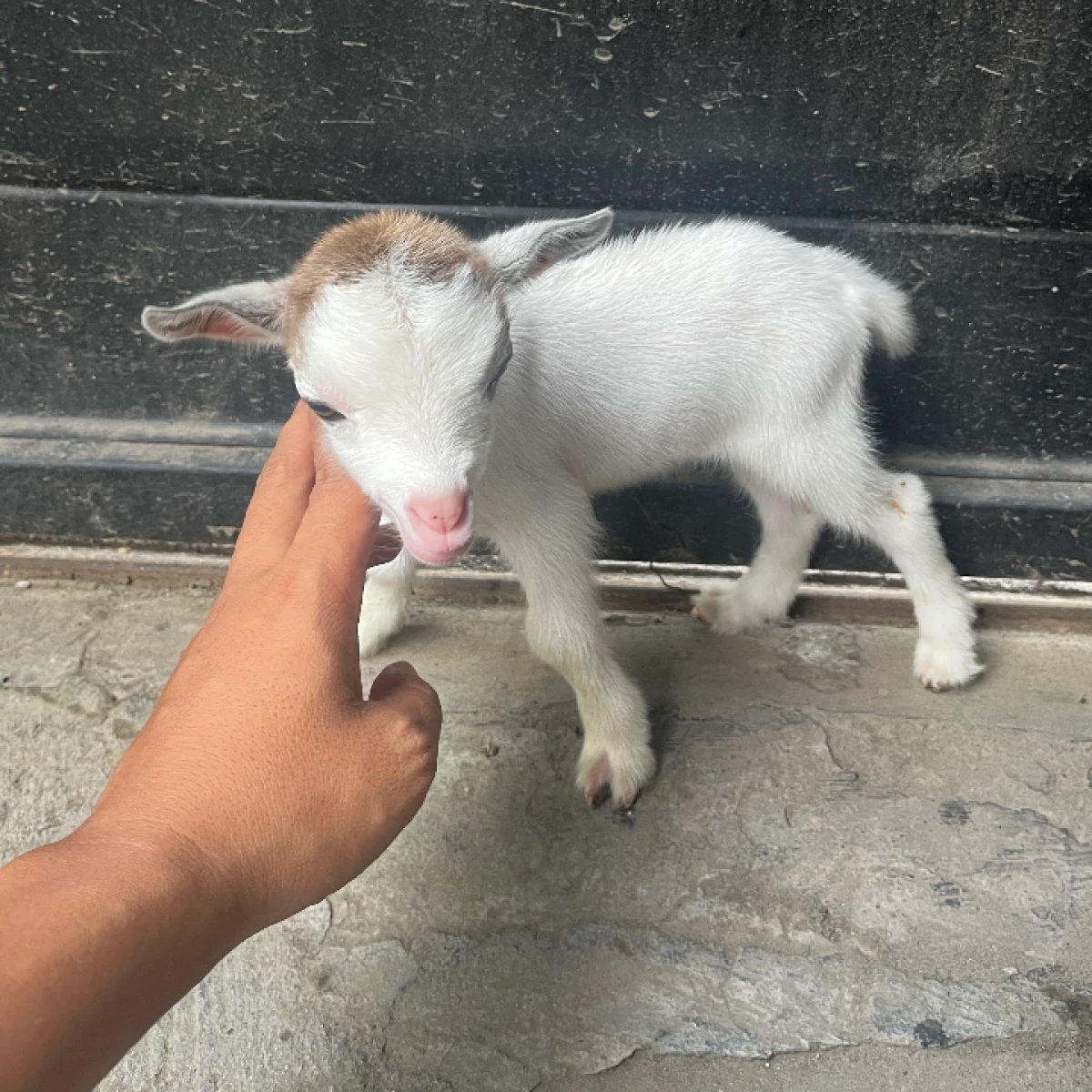 PYGMYgoat Pedigree ,super Mini 15jt perekor