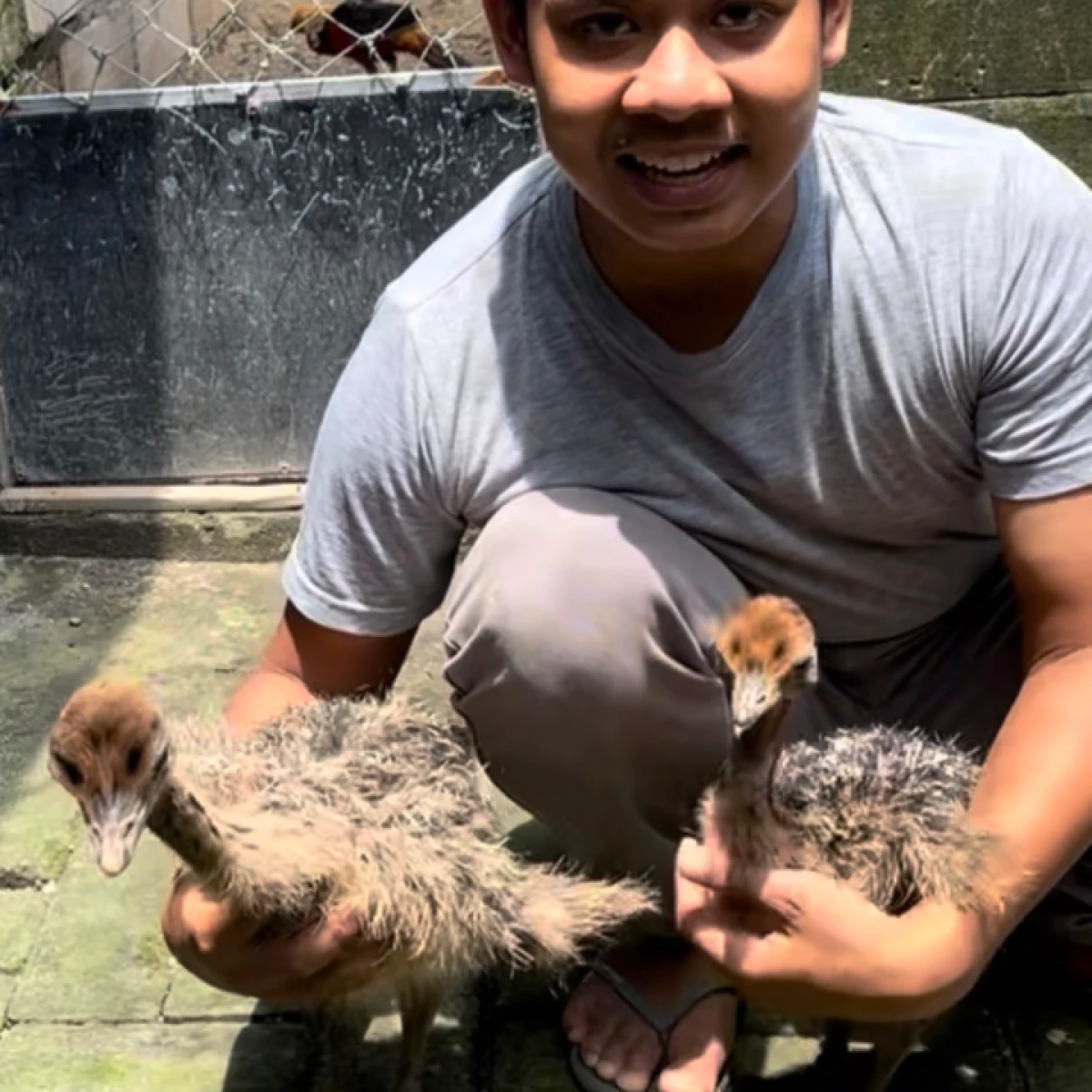 Stok Terbatas ANAKAN BURUNG UNTA 23jt per pasang