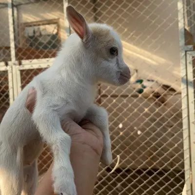 PYGMYgoat Pedigree ,super Mini 18jt perekor