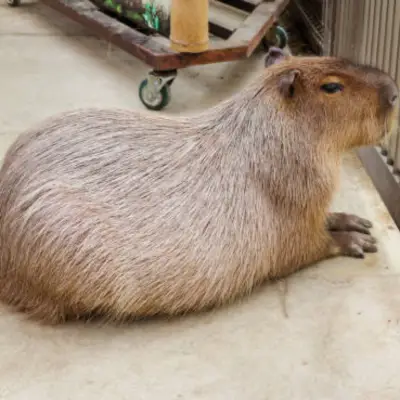 Capybara rare import 140jt /ekor
