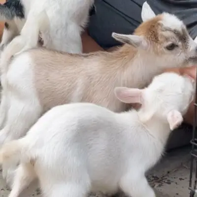 Ready stok kambing mini PygmyGoat B 10jt perekor